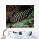 Zebra Eel Gymnomuraena Zebra Wall Decal