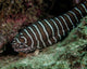 Zebra Eel Gymnomuraena Zebra Wall Decal