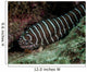 Zebra Eel Gymnomuraena Zebra Wall Decal