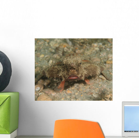 Polka-dot Batfish Ogcocephalus Radiatus Wall Decal
