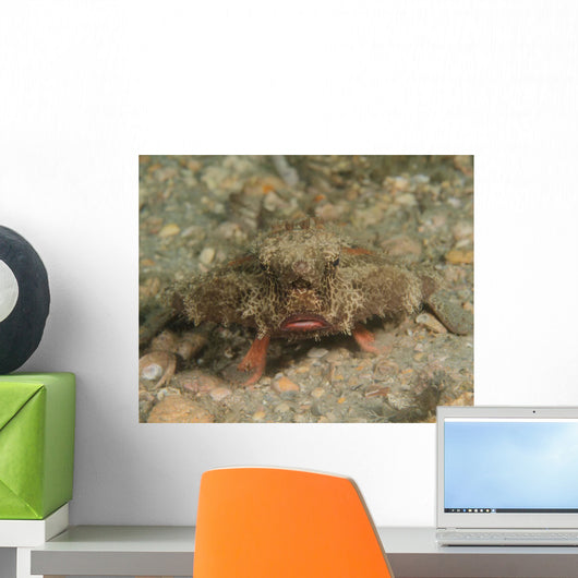 Polka-dot Batfish Ogcocephalus Radiatus Wall Decal