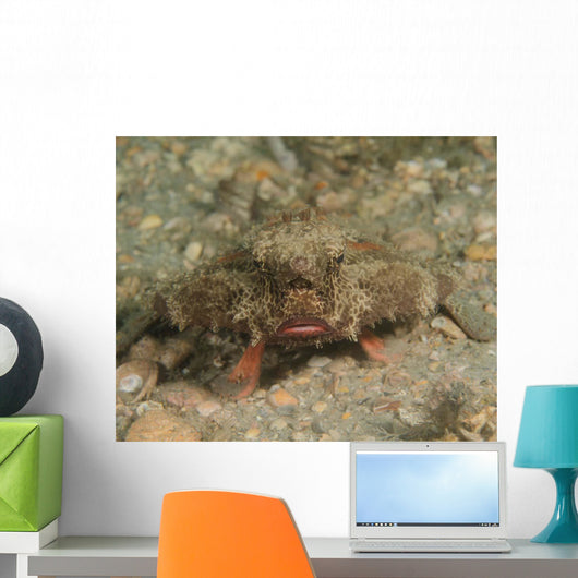 Polka-dot Batfish Ogcocephalus Radiatus Wall Decal