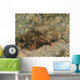 Polka-dot Batfish Ogcocephalus Radiatus Wall Decal