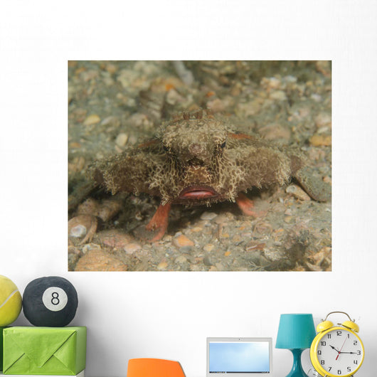 Polka-dot Batfish Ogcocephalus Radiatus Wall Decal
