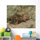 Polka-dot Batfish Ogcocephalus Radiatus Wall Decal