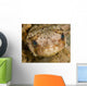 Balloonfish Diodon Holocanthus Wall Decal