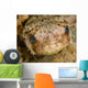 Balloonfish Diodon Holocanthus Wall Decal