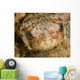 Balloonfish Diodon Holocanthus Wall Decal