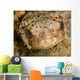 Balloonfish Diodon Holocanthus Wall Decal