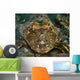 Leopard Sea Robin Prionotus Wall Decal