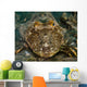 Leopard Sea Robin Prionotus Wall Decal