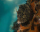 Planehead Filefish West Palm Wall Decal