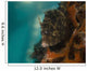 Planehead Filefish West Palm Wall Decal
