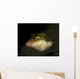 Sharpnose Puffer Canthigaster Rostrata Wall Decal