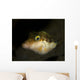 Sharpnose Puffer Canthigaster Rostrata Wall Decal