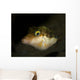 Sharpnose Puffer Canthigaster Rostrata Wall Decal