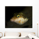Sharpnose Puffer Canthigaster Rostrata Wall Decal