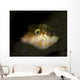 Sharpnose Puffer Canthigaster Rostrata Wall Decal