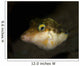 Sharpnose Puffer Canthigaster Rostrata Wall Decal