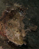 Spotted Scorpionfish West Palm Wall Decal