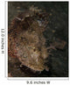 Spotted Scorpionfish West Palm Wall Decal