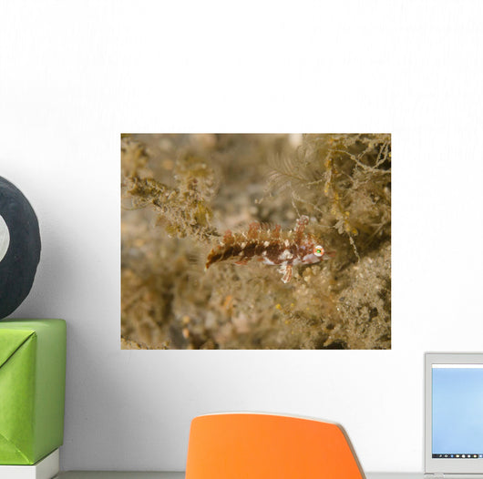 Juvenile Green Razorfish West Wall Decal