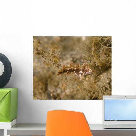Juvenile Green Razorfish West Wall Decal