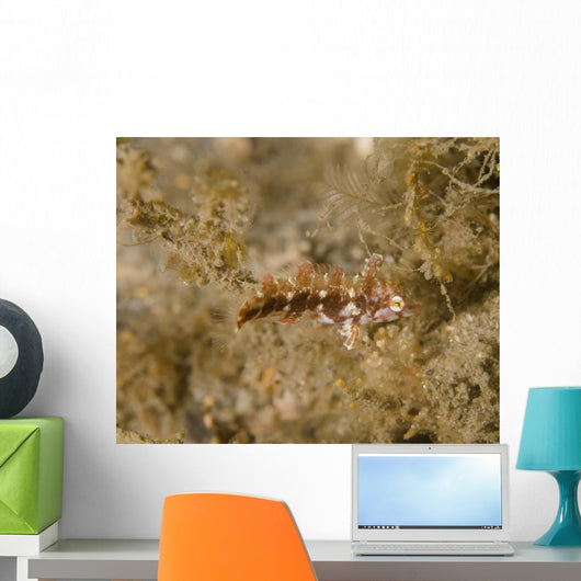 Juvenile Green Razorfish West Wall Decal