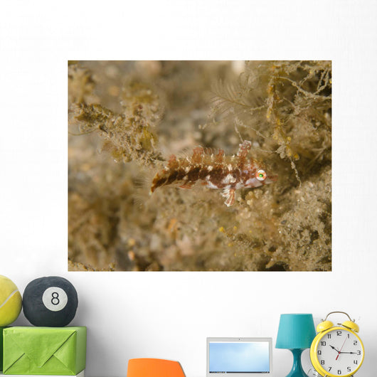 Juvenile Green Razorfish West Wall Decal