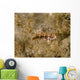 Juvenile Green Razorfish West Wall Decal