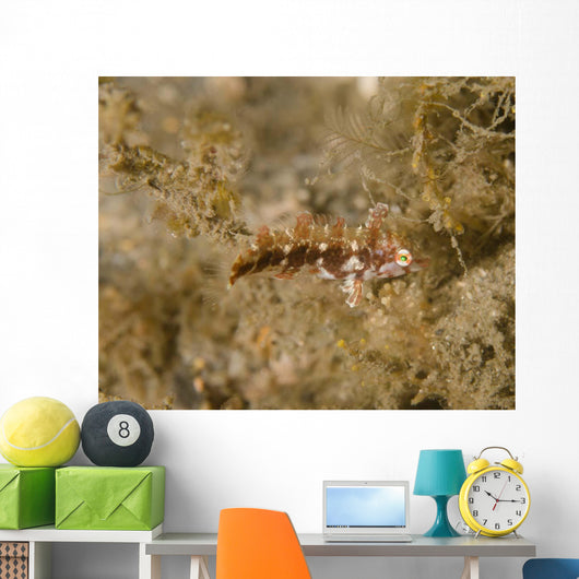 Juvenile Green Razorfish West Wall Decal