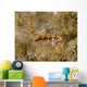 Juvenile Green Razorfish West Wall Decal