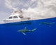 Two Oceanic Whitetip Sharks Wall Decal
