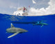 Boat Captain Watches Oceanic Wall Decal