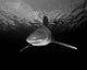 Oceanic Whitetip Shark Cat Wall Decal Design 7