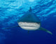Close-up Encounter with Oceanic Wall Decal