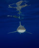 Oceanic Whitetip Shark and Wall Decal
