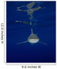 Oceanic Whitetip Shark and Wall Decal