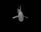 Oceanic Whitetip Shark Cat Wall Decal Design 6
