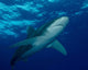 Oceanic Whitetip Shark Cat Wall Decal Design 5