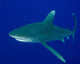 Oceanic Whitetip Shark Cat Wall Decal Design 4