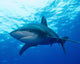 Oceanic Whitetip Shark Cat Wall Decal Design 3