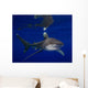 Oceanic Whitetip Shark Cat Wall Decal Design 2