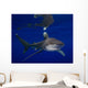 Oceanic Whitetip Shark Cat Wall Decal Design 2