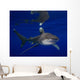 Oceanic Whitetip Shark Cat Wall Decal Design 2