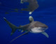 Oceanic Whitetip Shark Cat Wall Decal Design 2