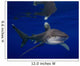 Oceanic Whitetip Shark Cat Wall Decal Design 2