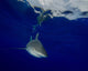 Oceanic Whitetip Shark Cat Wall Decal Design 1