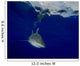 Oceanic Whitetip Shark Cat Wall Decal Design 1