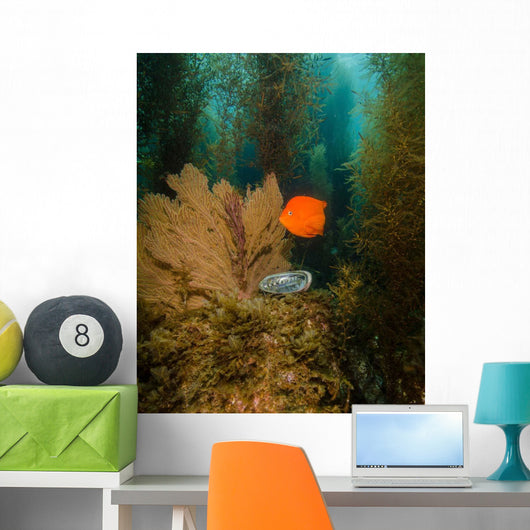 Orange Garibaldi and Green Wall Decal